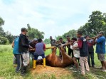 Kebersamaan Iduladha di Rempang, Warga dan MEG Gotong Royong Berbagi Kurban