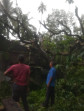 Rumah Warga Kampung Boyan Tertimpa Pohon Saat Hujan dan Angin Kencang