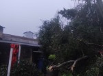 Cuaca Ekstrem Terjang Sekupang, Pohon Akasia Tumbang Timpa Atap Rumah Warga Tiban Palem
